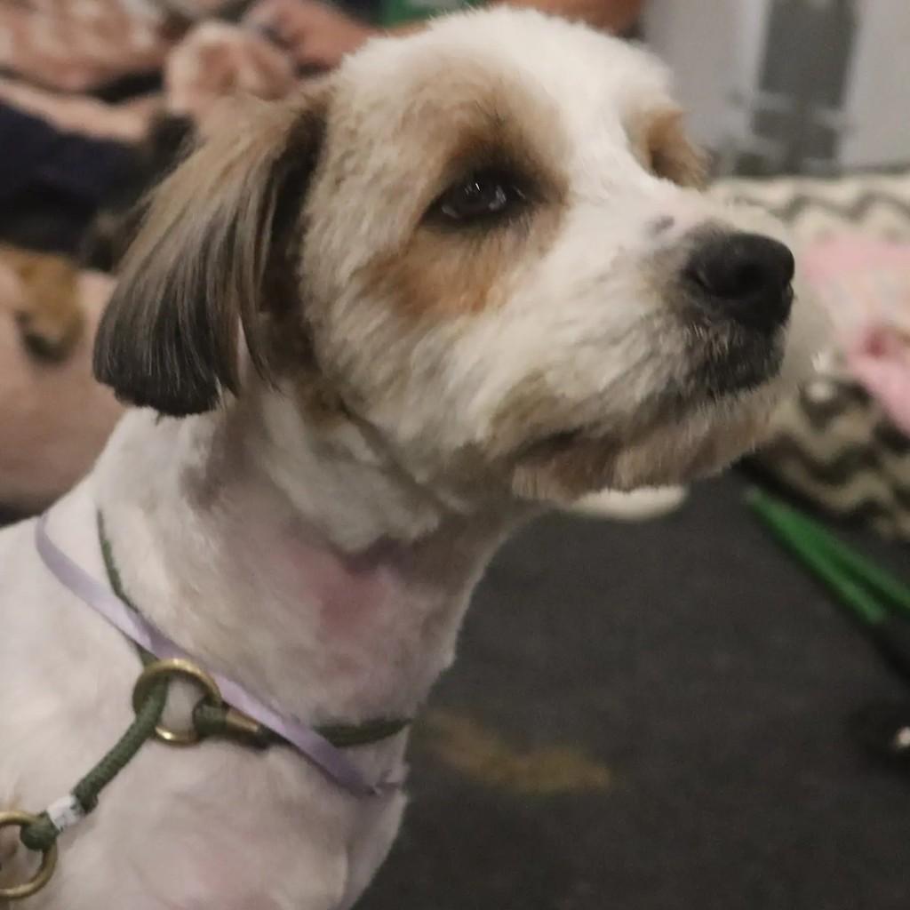 Chitão, cachorro de porte médio para adoção em São Paulo - SP — foto 2 de 2