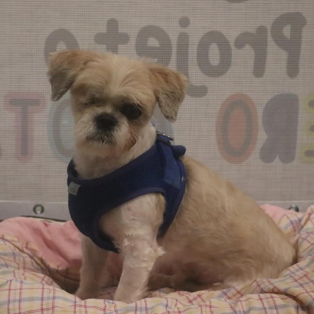 Motorola, cachorro de porte pequeno para adoção em São Paulo - SP