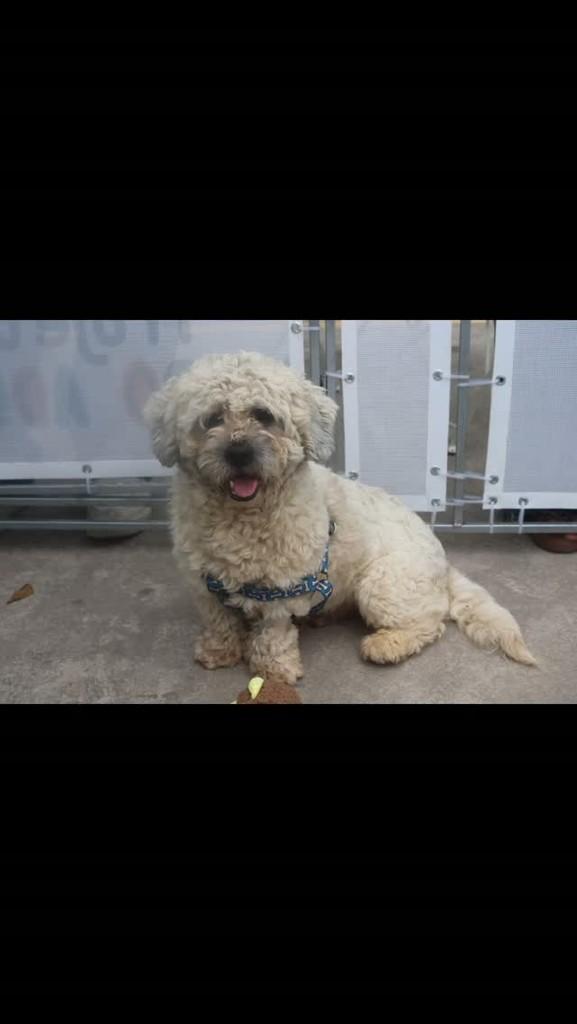 Ovelha, cachorro de porte pequeno para adoção em São Paulo - SP