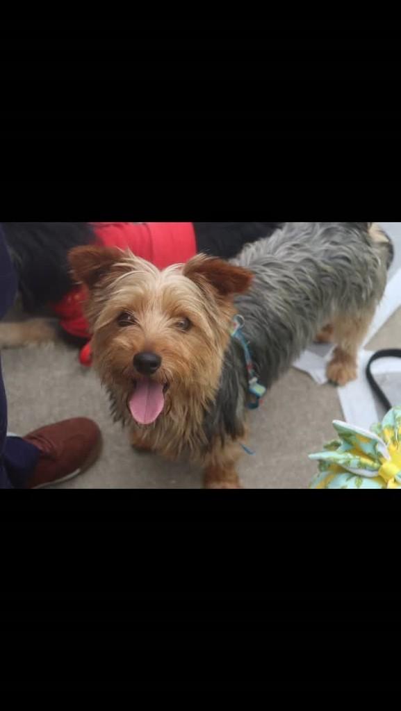 Alexandre, cachorro de porte pequeno para adoção em São Paulo - SP