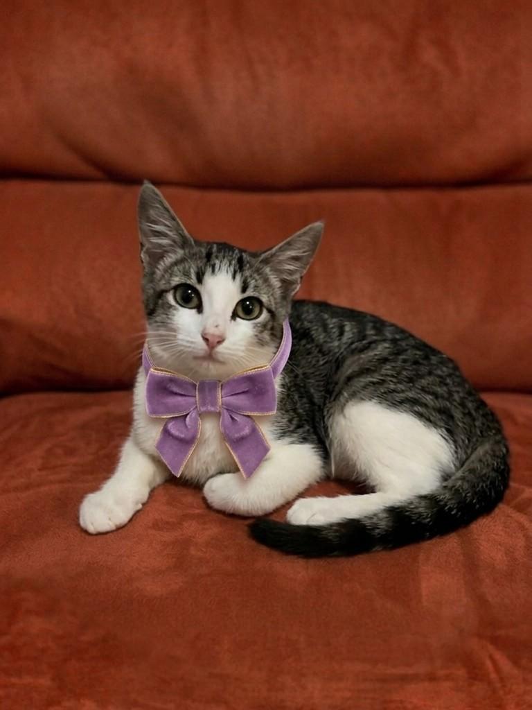 Dália, gata de porte pequeno para adoção em Brasília - DF