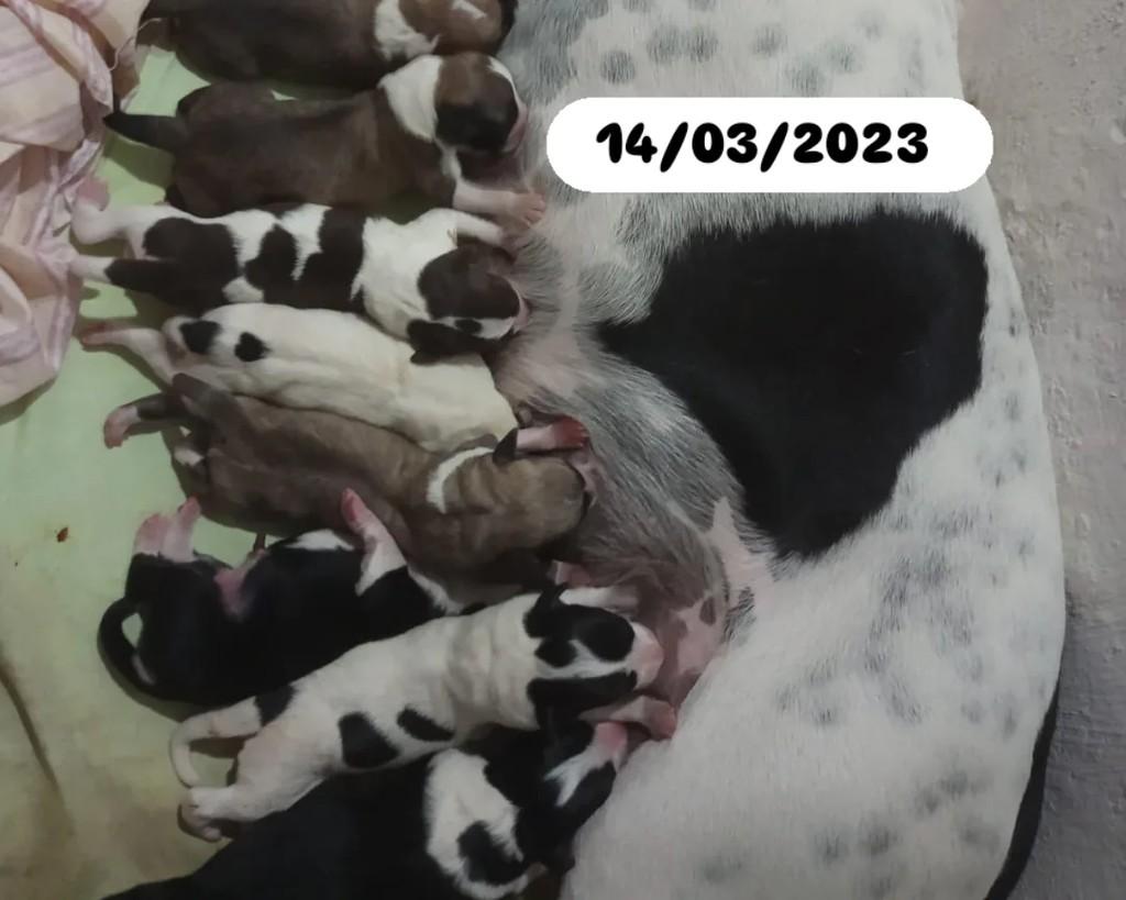 Tieta, cadela para adoção em Gravatá - PE