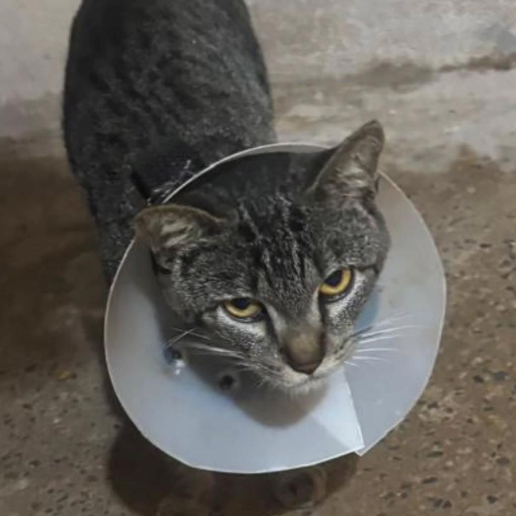 Cleitinho, gato de porte pequeno para adoção em Brasília - DF