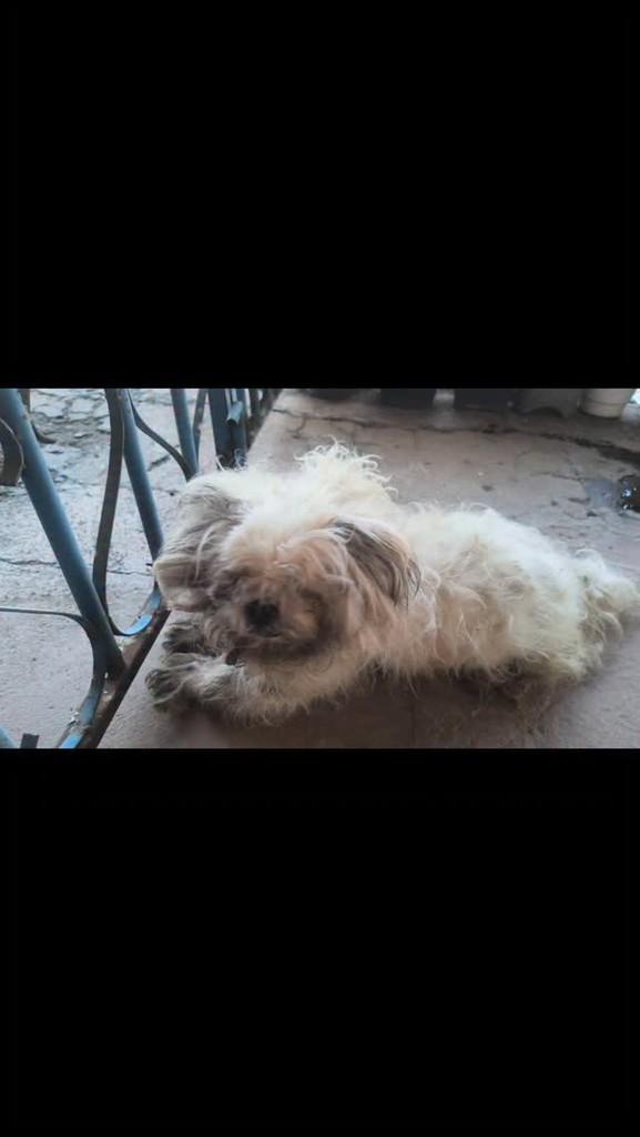 Lydiane, cachorro de porte pequeno para adoção em Brasília - DF