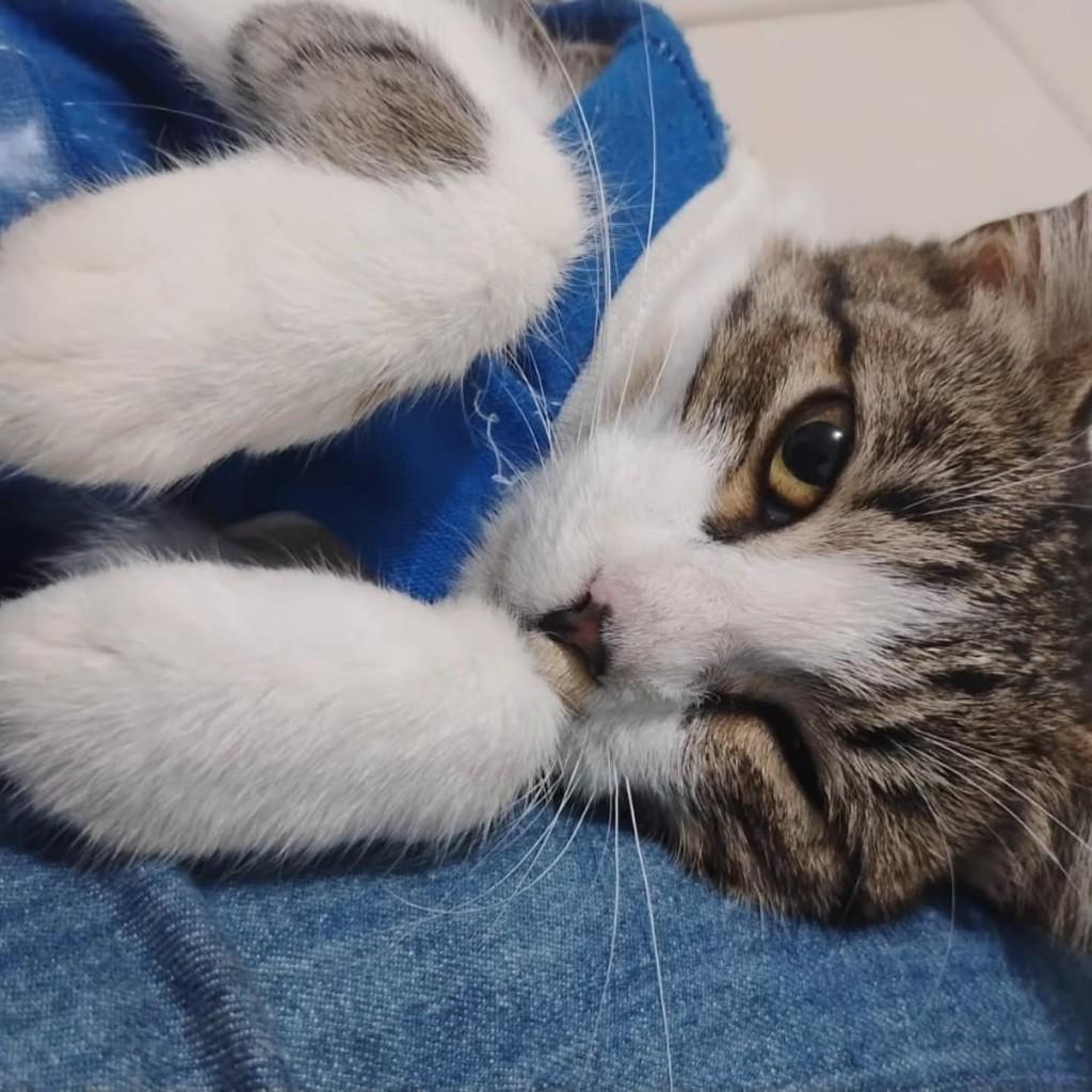 Princesa, gata de porte médio para adoção em Brasília - DF