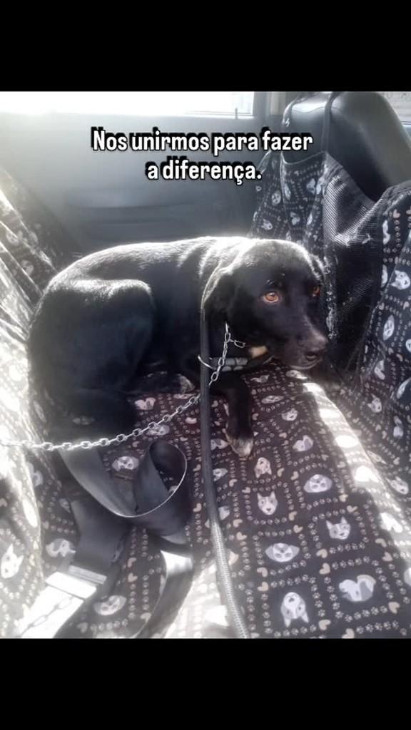Ravena, cachorro de porte médio para adoção em Brasília - DF