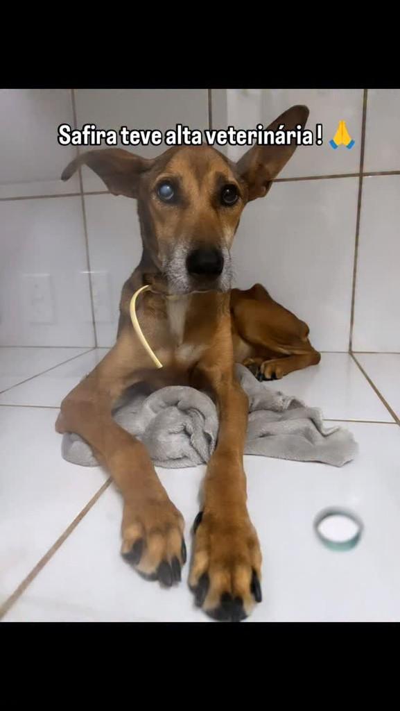 Safira, cadela de porte pequeno para adoção em Brasília - DF