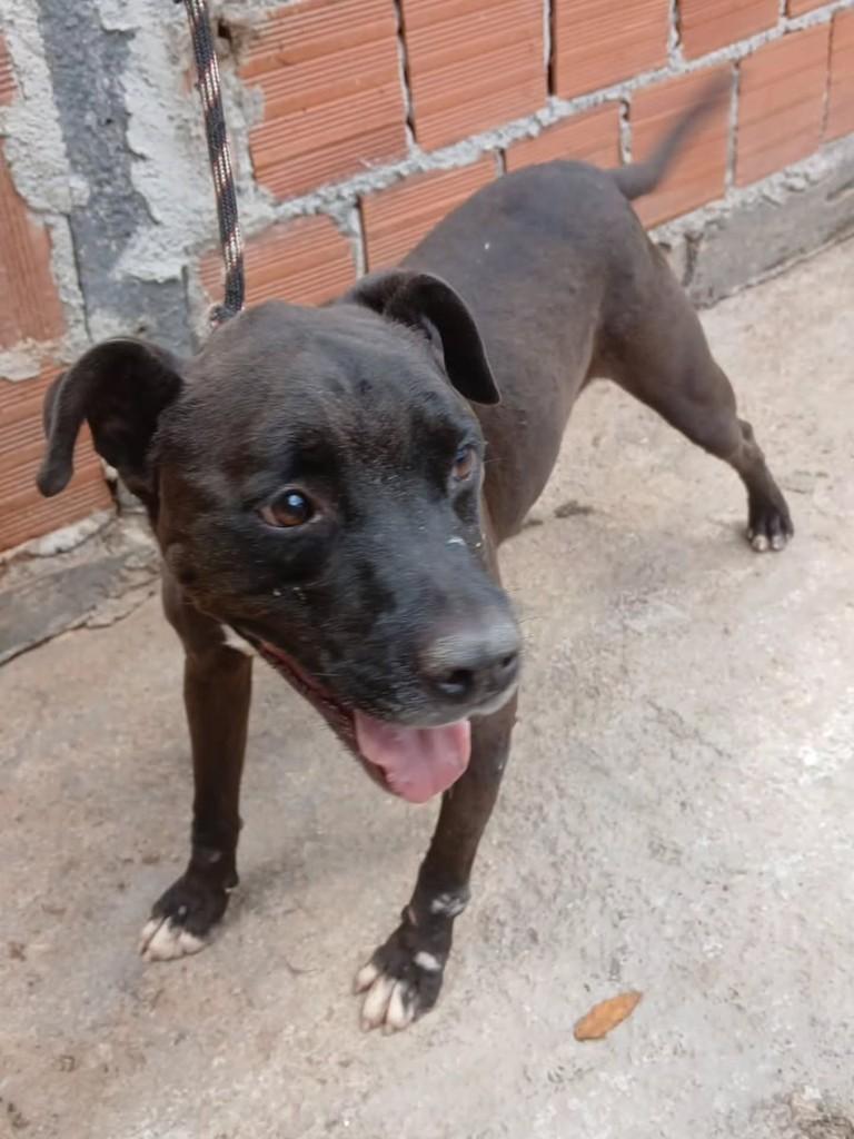 Negão, cachorro de porte médio para adoção em Brasília - DF
