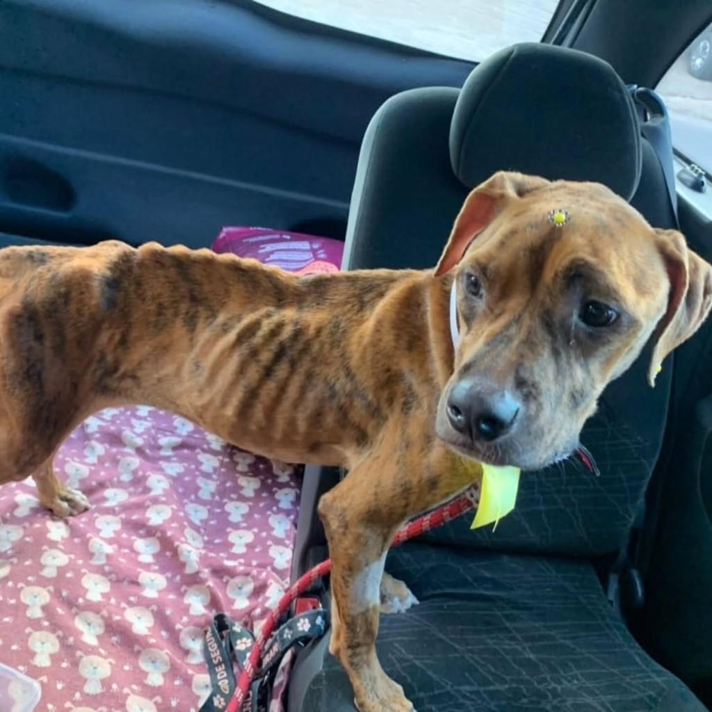 Shakira, cachorro de porte médio para adoção em Brasília - DF