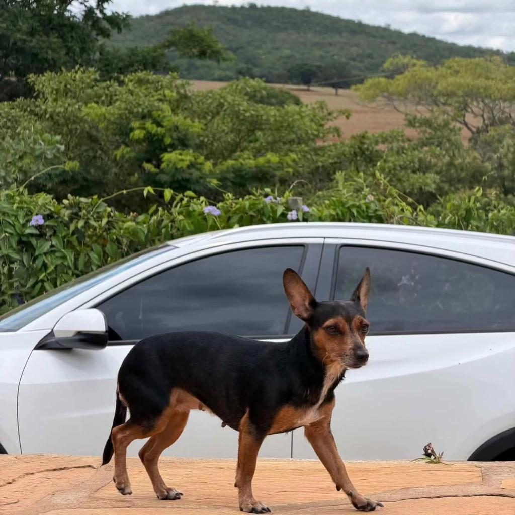 Valentina, cachorro de porte médio para adoção em Brasília - DF
