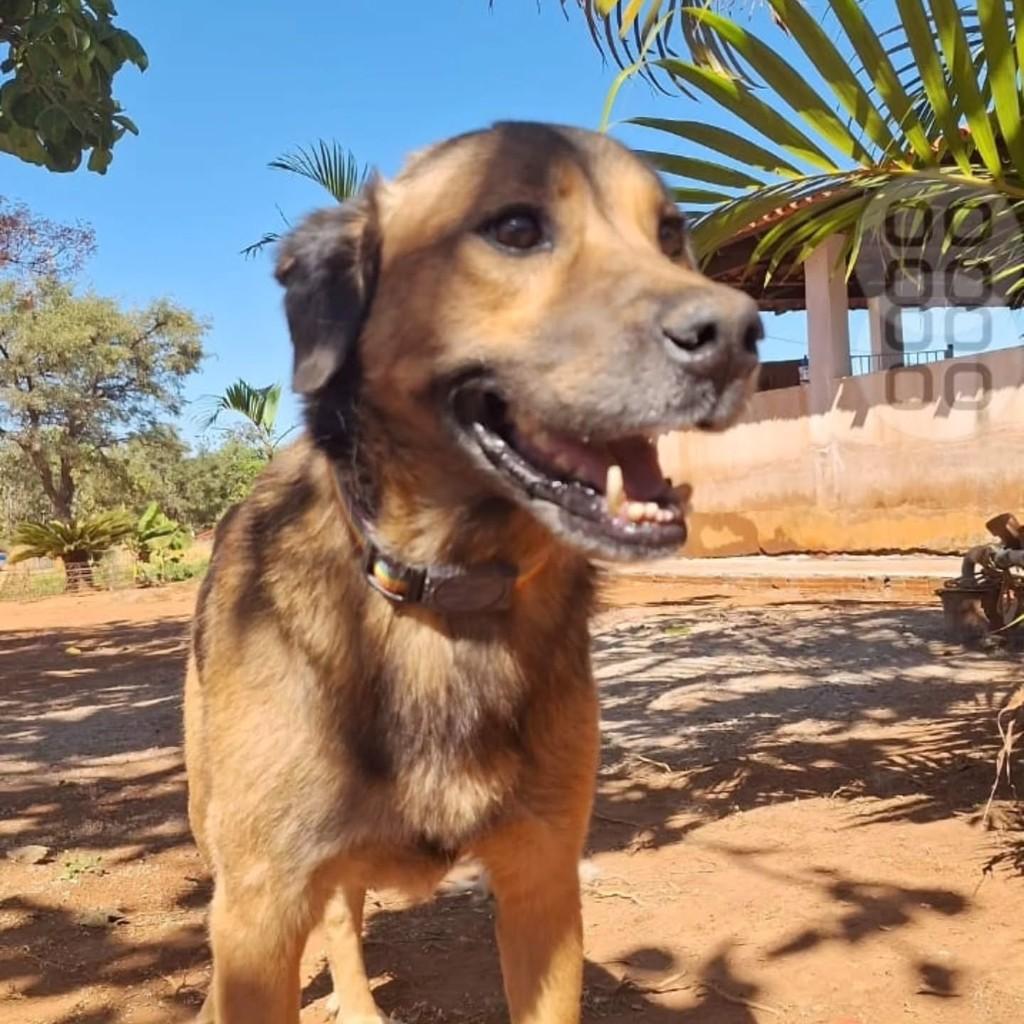 Sonso, cachorro de porte grande para adoção em Brasília - DF