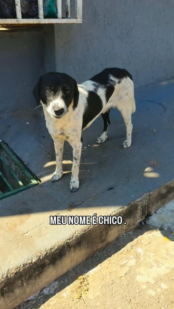 Chico, cachorro de porte médio para adoção em Brasília - DF