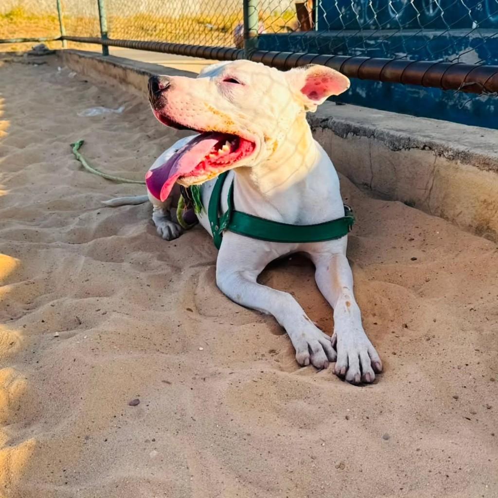 Pintado, cachorro de porte grande para adoção em Brasília - DF