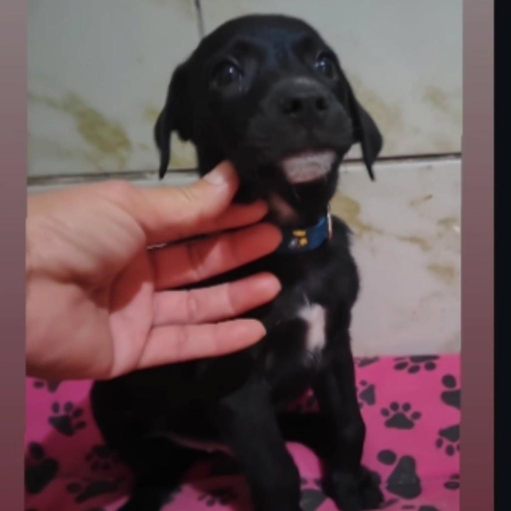 Oreo, cachorro de porte pequeno para adoção em Brasília - DF