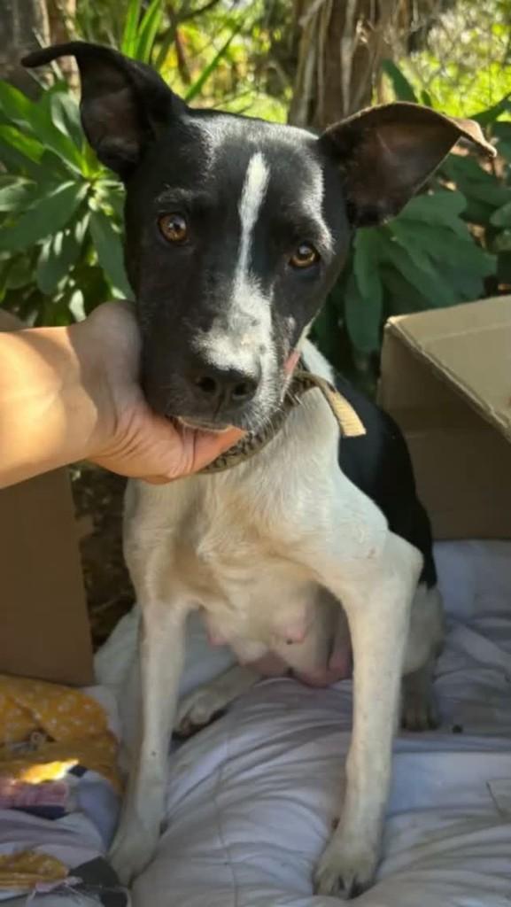 Mimosa, cadela de porte médio para adoção em Brasília - DF