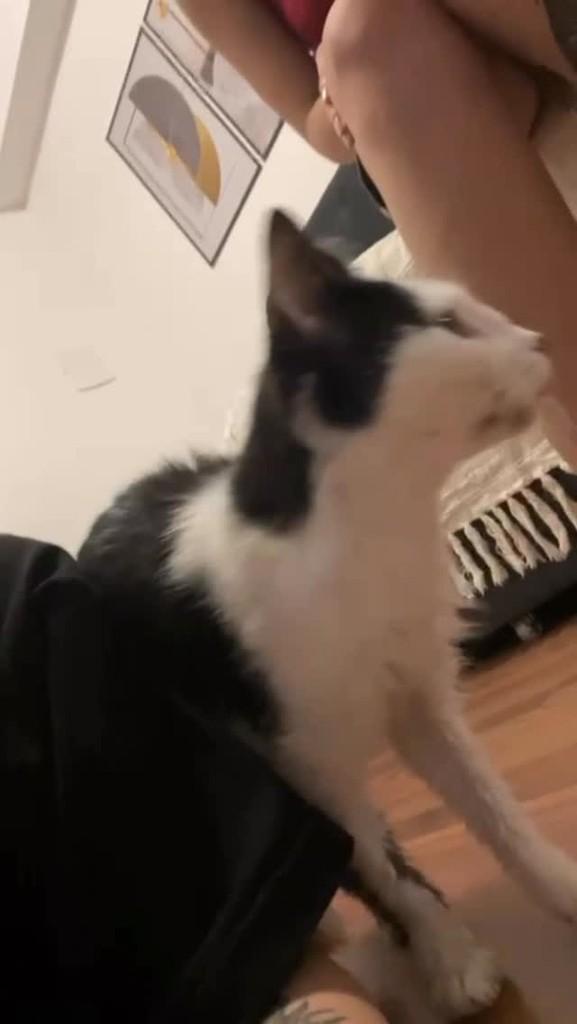 Cindy, gata de porte pequeno para adoção em Pelotas - RS