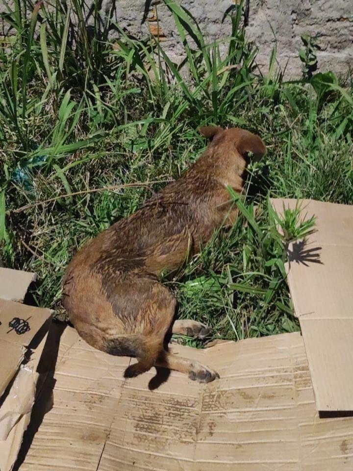 Maria, cachorro de porte pequeno para adoção em Pelotas - RS