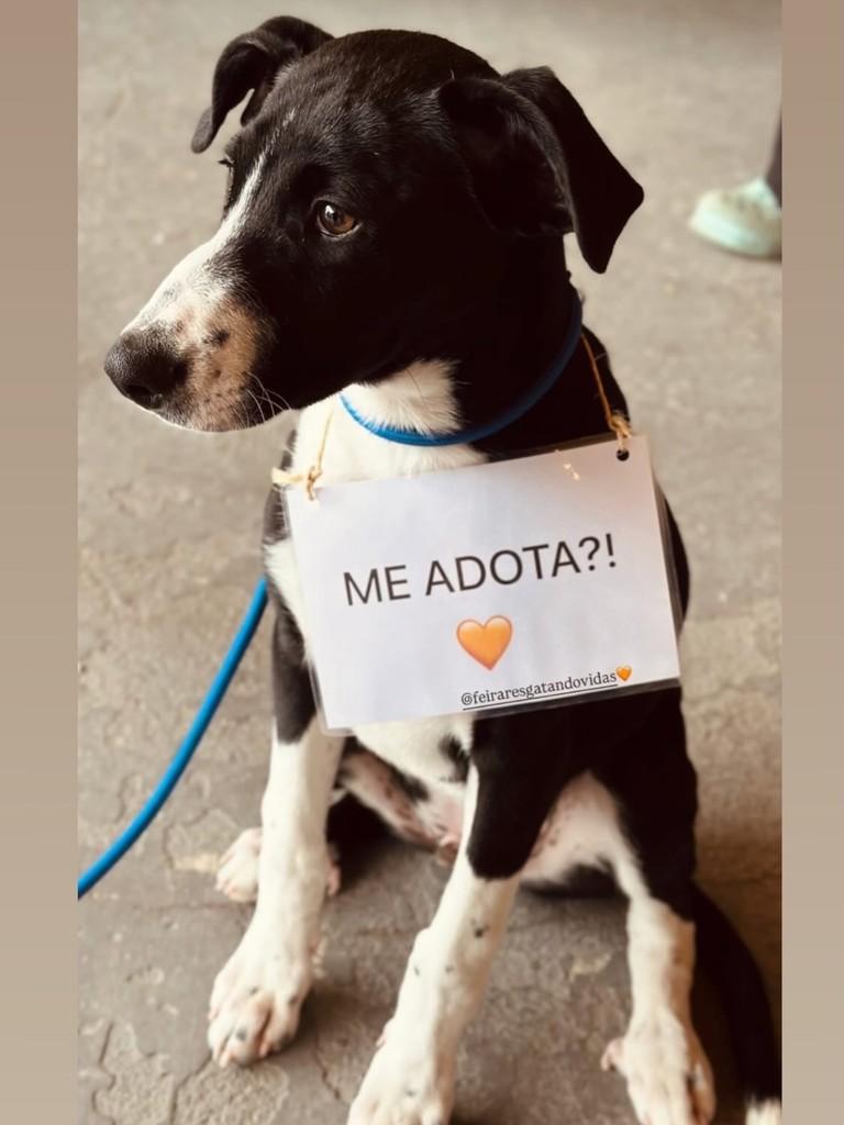 Luigi, cachorro de porte pequeno para adoção em Pelotas - RS
