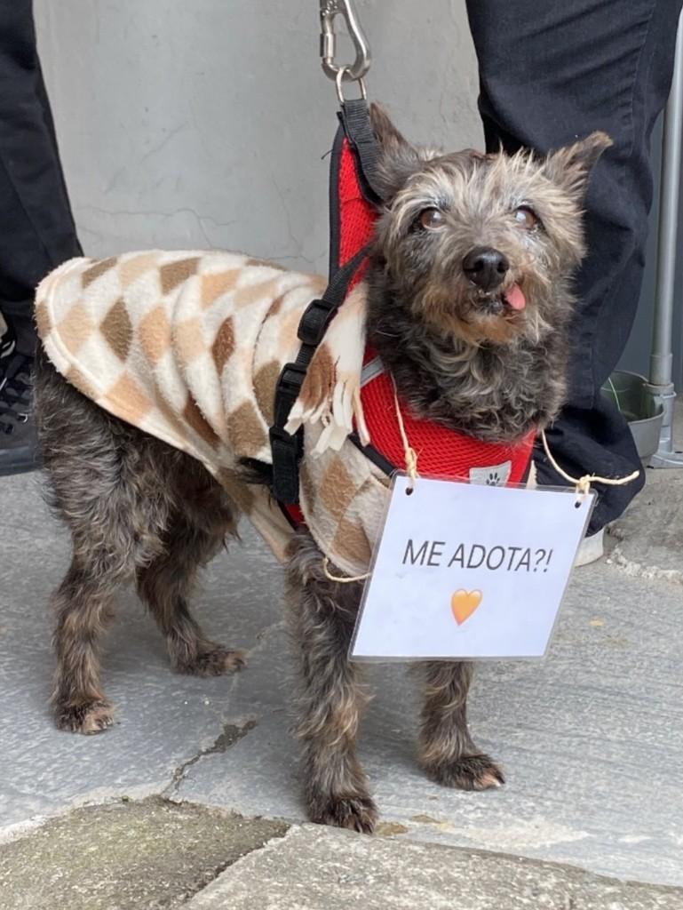 Perrito, cachorro de porte pequeno para adoção em Pelotas - RS