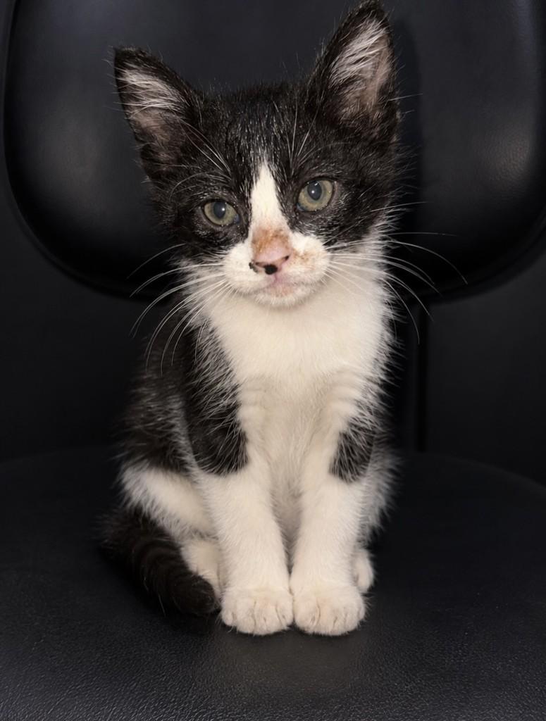 Divino, gato de porte pequeno para adoção em Pelotas - RS
