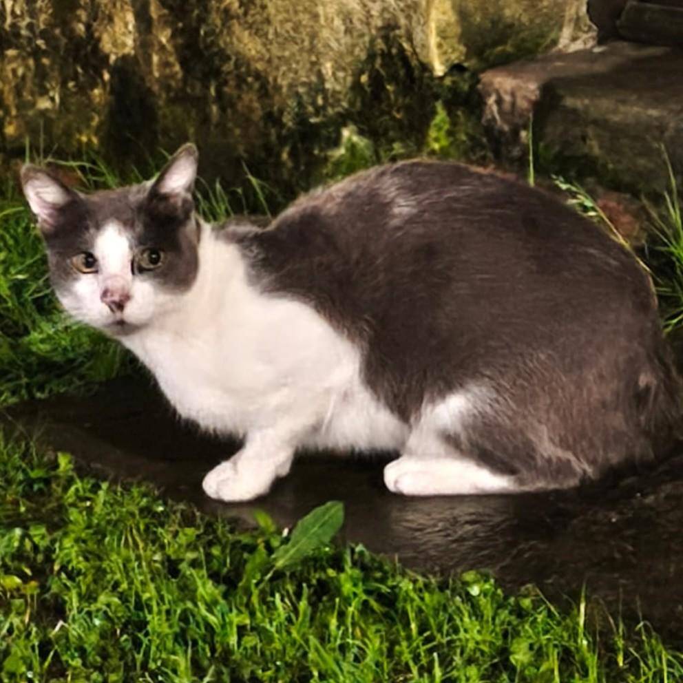Milk, gato de porte médio para adoção em Pelotas - RS
