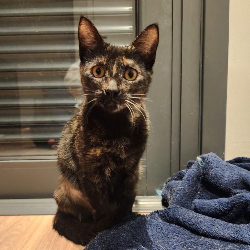 Mia, gato de porte pequeno para adoção em Pelotas - RS