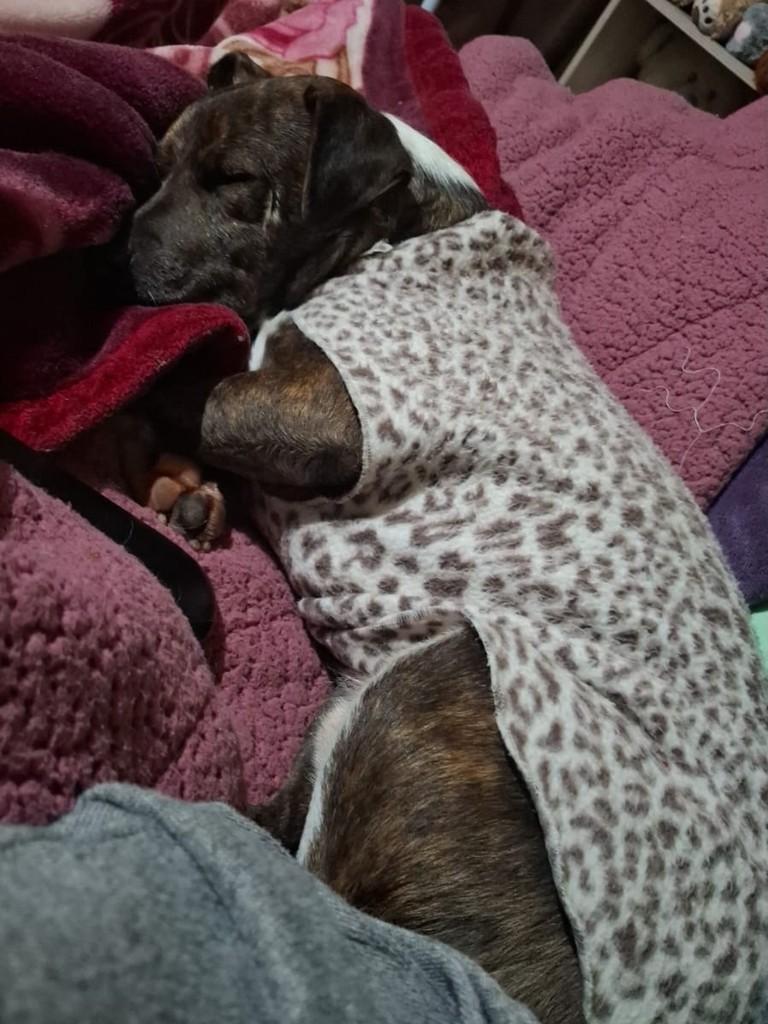Toby, cachorro de porte médio para adoção em Pelotas - RS