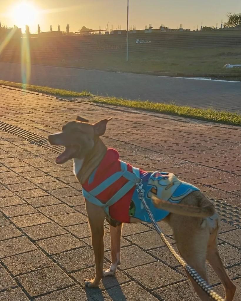 Cappuccina, cachorro de porte pequeno para adoção em Pelotas - RS