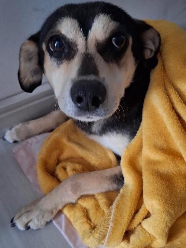 Fofinha, cadela de porte pequeno para adoção em Pelotas - RS