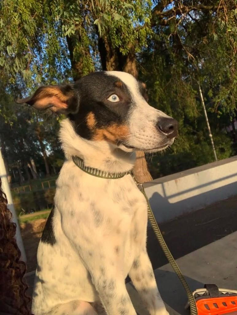 Thor, cachorro de porte médio para adoção em Pelotas - RS