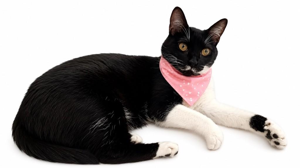 Afrodite, gato de porte médio para adoção em Pelotas - RS