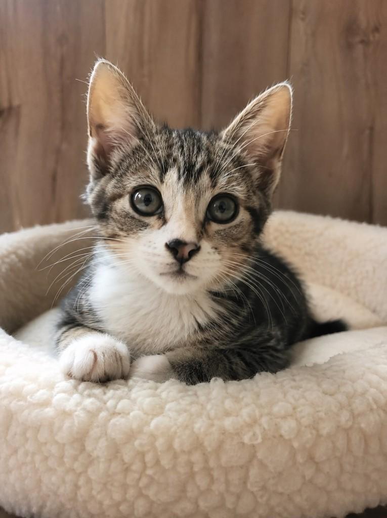 Miss, gata de porte pequeno para adoção em Pelotas - RS