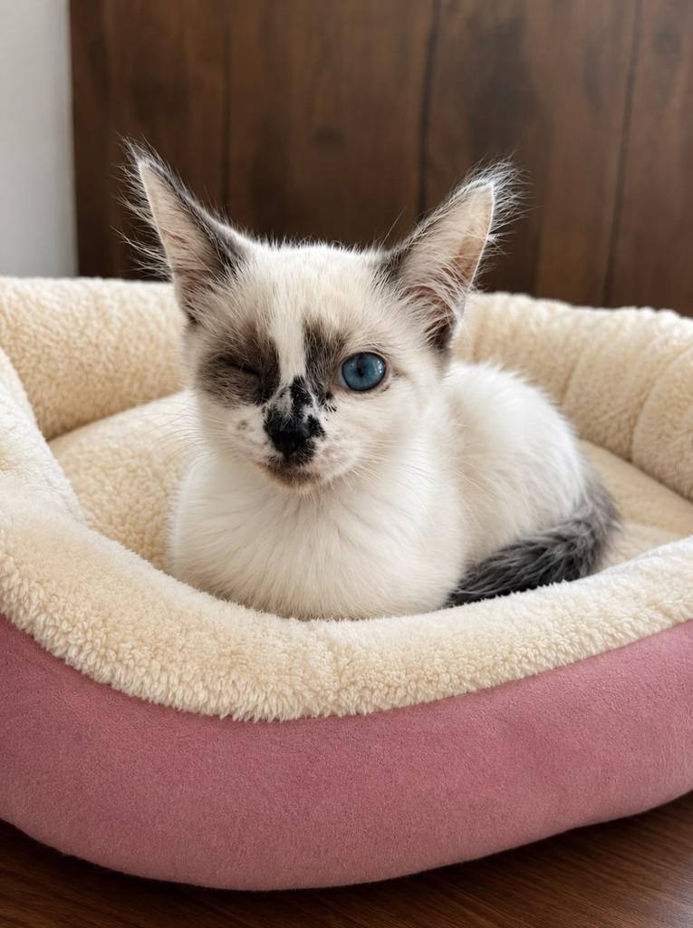Safira, gata de porte pequeno para adoção em Pelotas - RS
