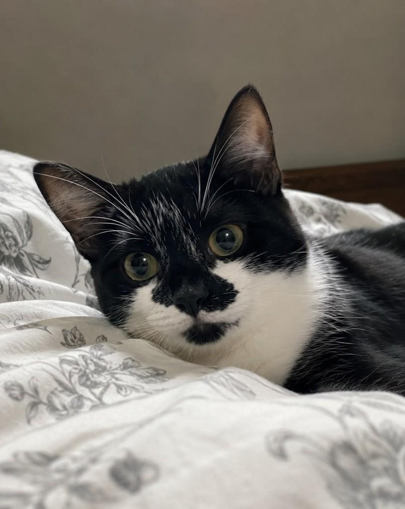 Frajola, gato de porte pequeno para adoção em Pelotas - RS