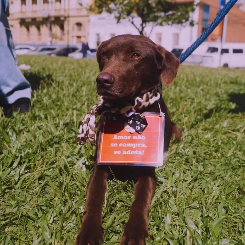 Nescau, cachorro de porte médio para adoção em Pelotas - RS