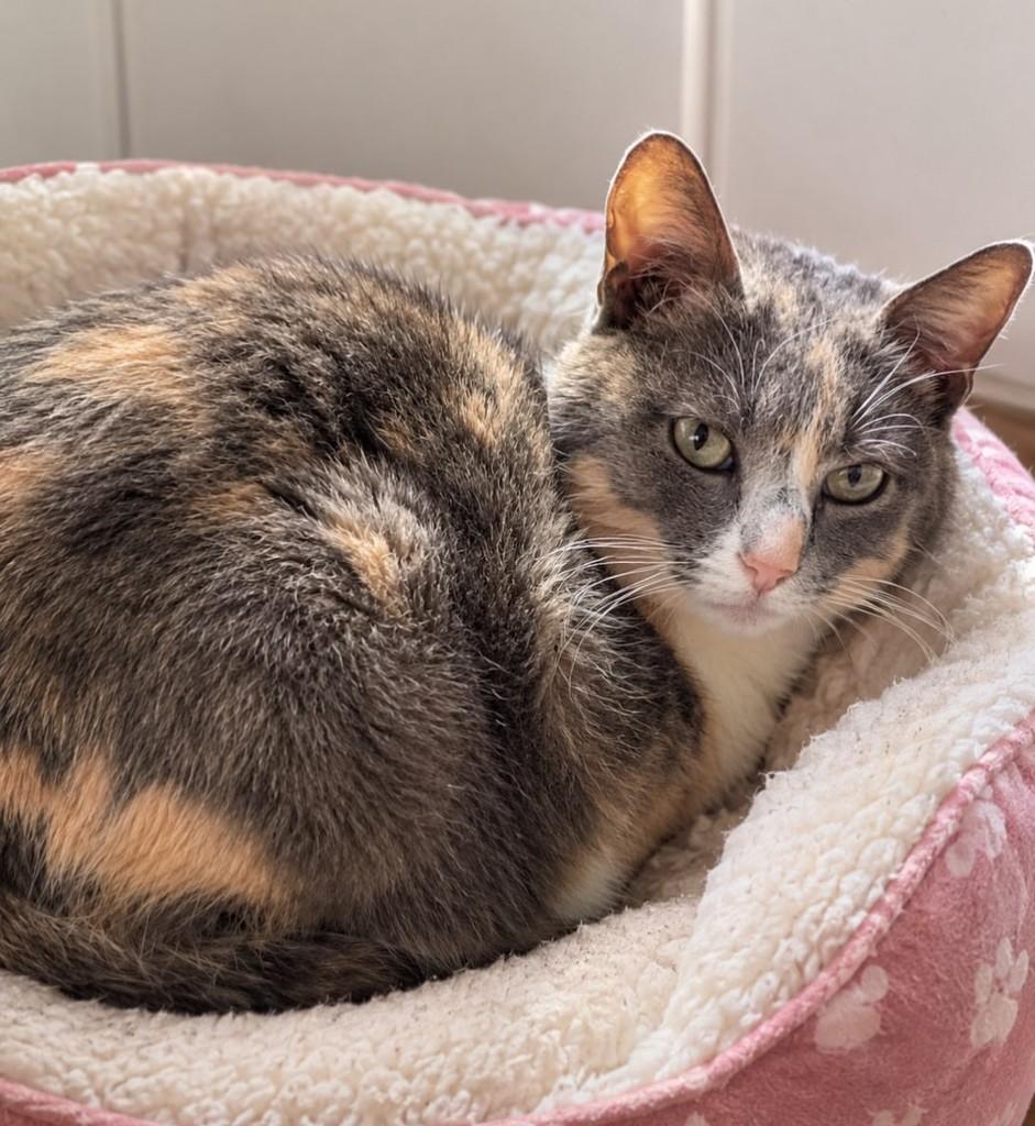 Blant, gata de porte pequeno para adoção em Pelotas - RS