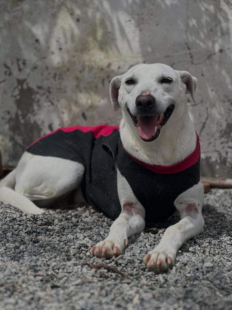 Branca de Neve, cadela de porte grande para adoção em Pelotas - RS — foto 2 de 3