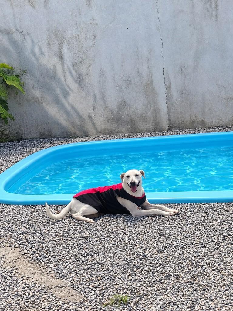 Branca de Neve, cadela de porte grande para adoção em Pelotas - RS — foto 3 de 3