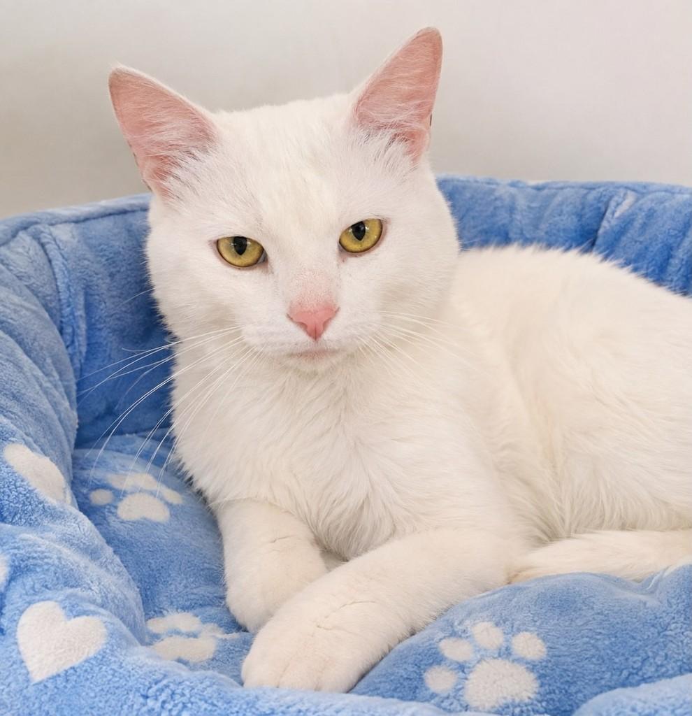 Gaspar, gato de porte pequeno para adoção em Pelotas - RS