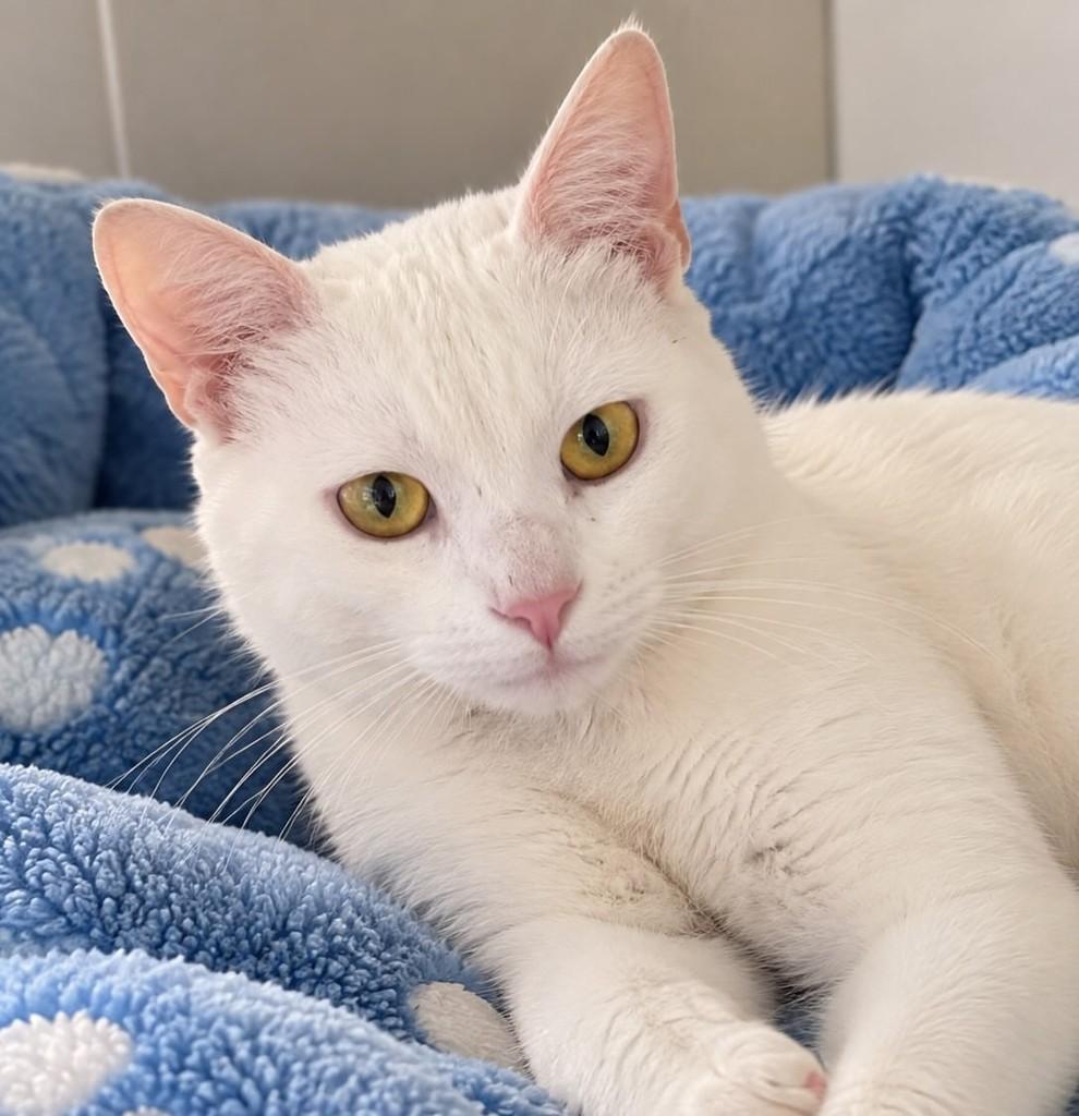 Gaspar, gato de porte pequeno para adoção em Pelotas - RS — foto 2 de 2