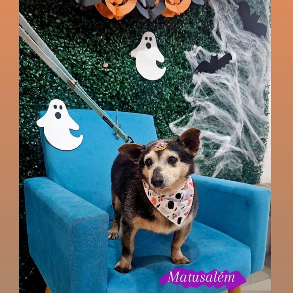 Matusalém, cachorro de porte pequeno para adoção em Pelotas - RS