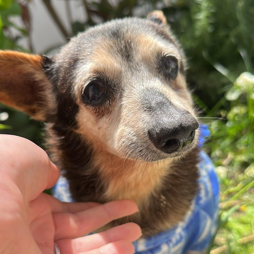 Matusalém, cachorro de porte pequeno para adoção em Pelotas - RS — foto 2 de 3