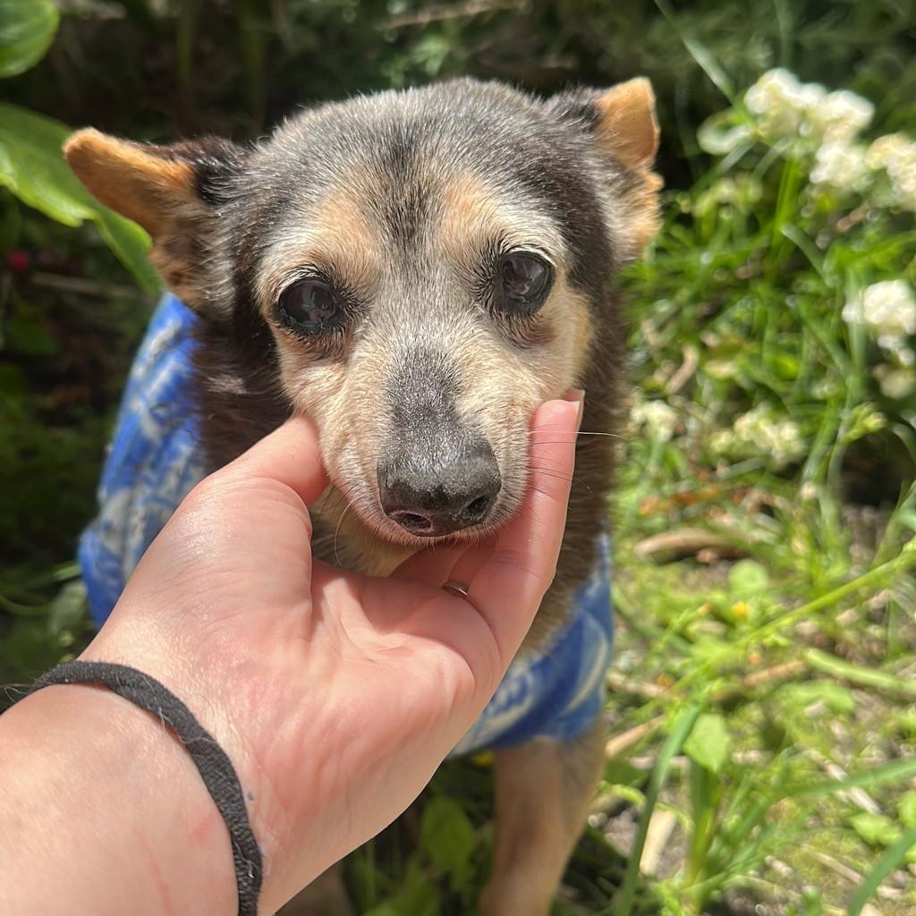 Matusalém, cachorro de porte pequeno para adoção em Pelotas - RS — foto 3 de 3