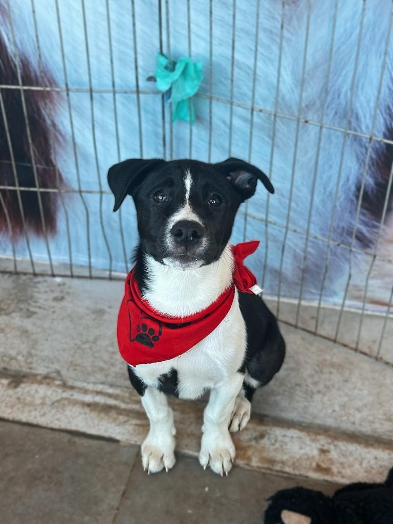 Docinho, cachorro de porte pequeno para adoção em Brasília - DF