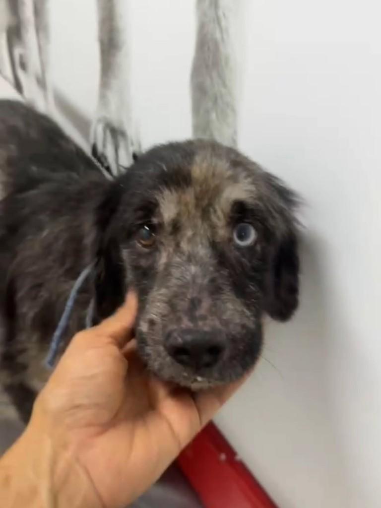 João Vicente, cachorro de porte pequeno para adoção em Brasília - DF