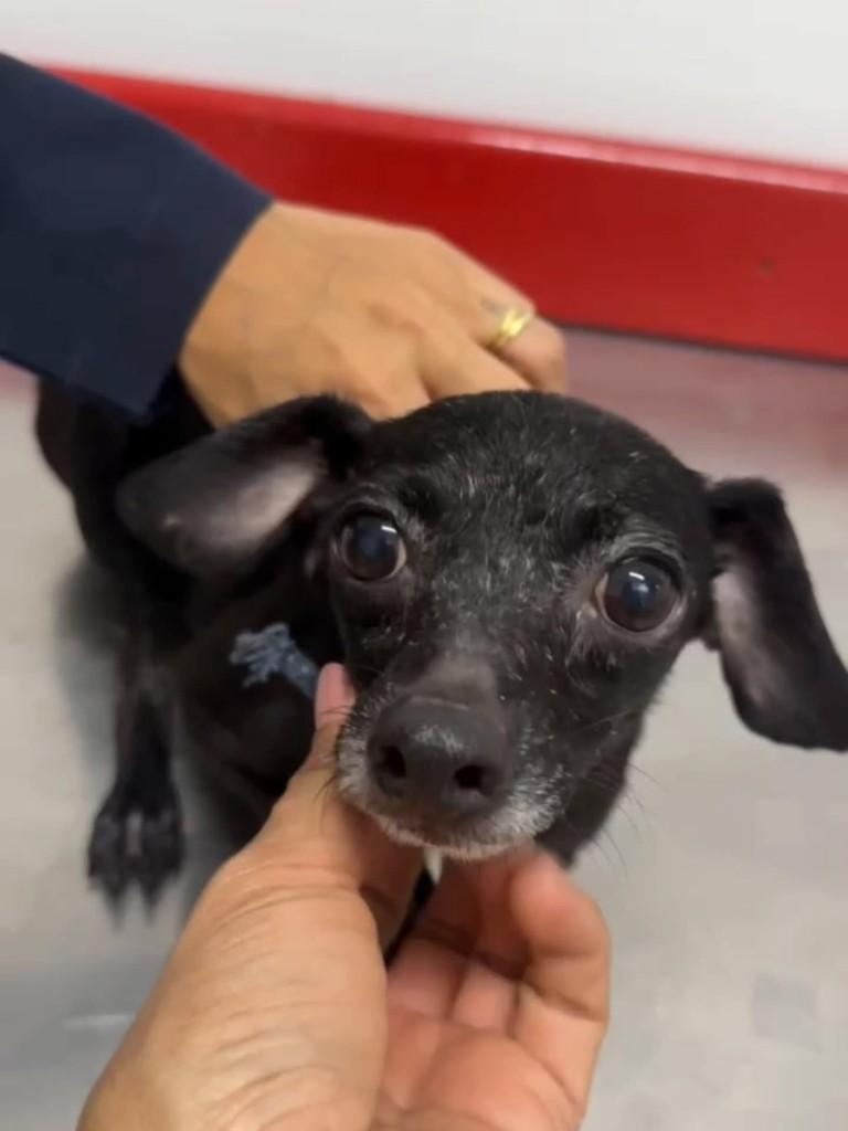 Alice Valentina, cachorro de porte pequeno para adoção em Brasília - DF