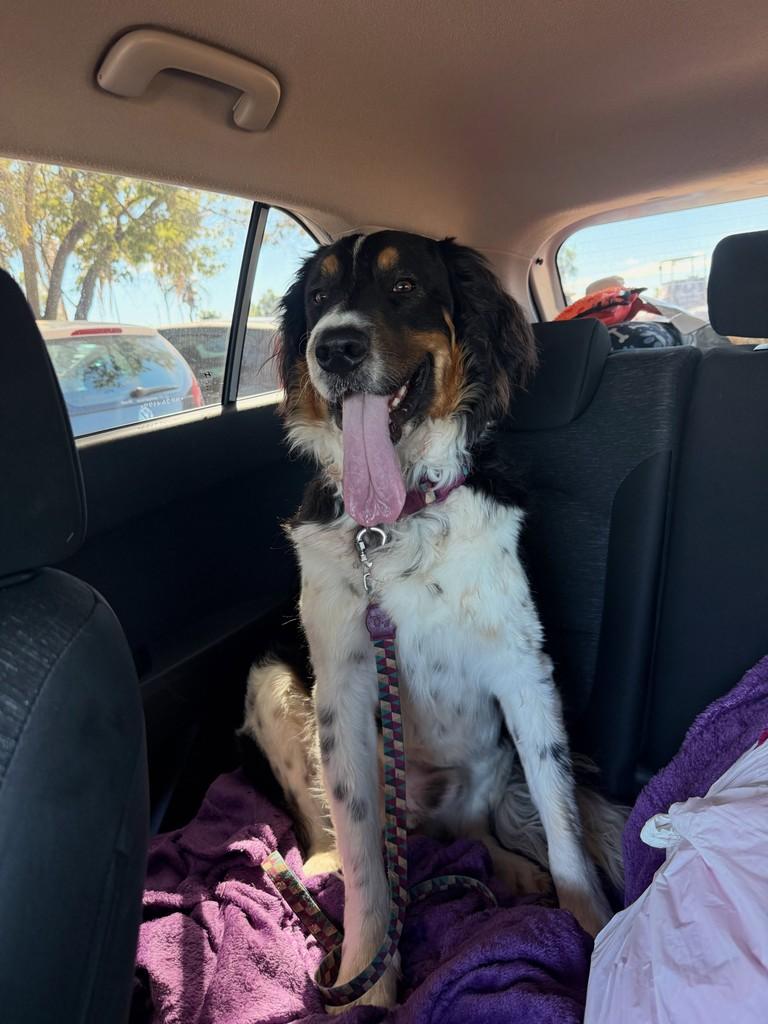 Bernardo, cachorro de porte médio para adoção em Brasília - DF