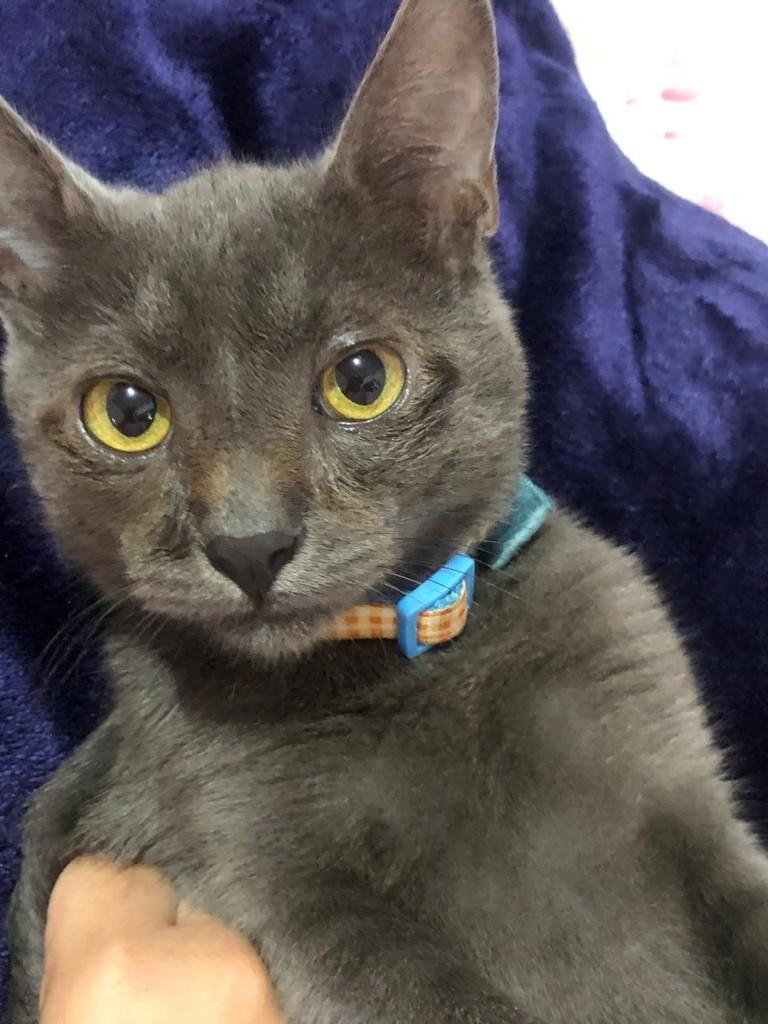 Cinzinha, gata de porte pequeno para adoção em Brasília - DF
