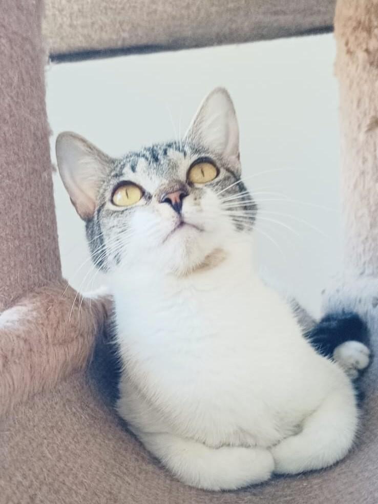 Lola, gato para adoção em Brasília - DF