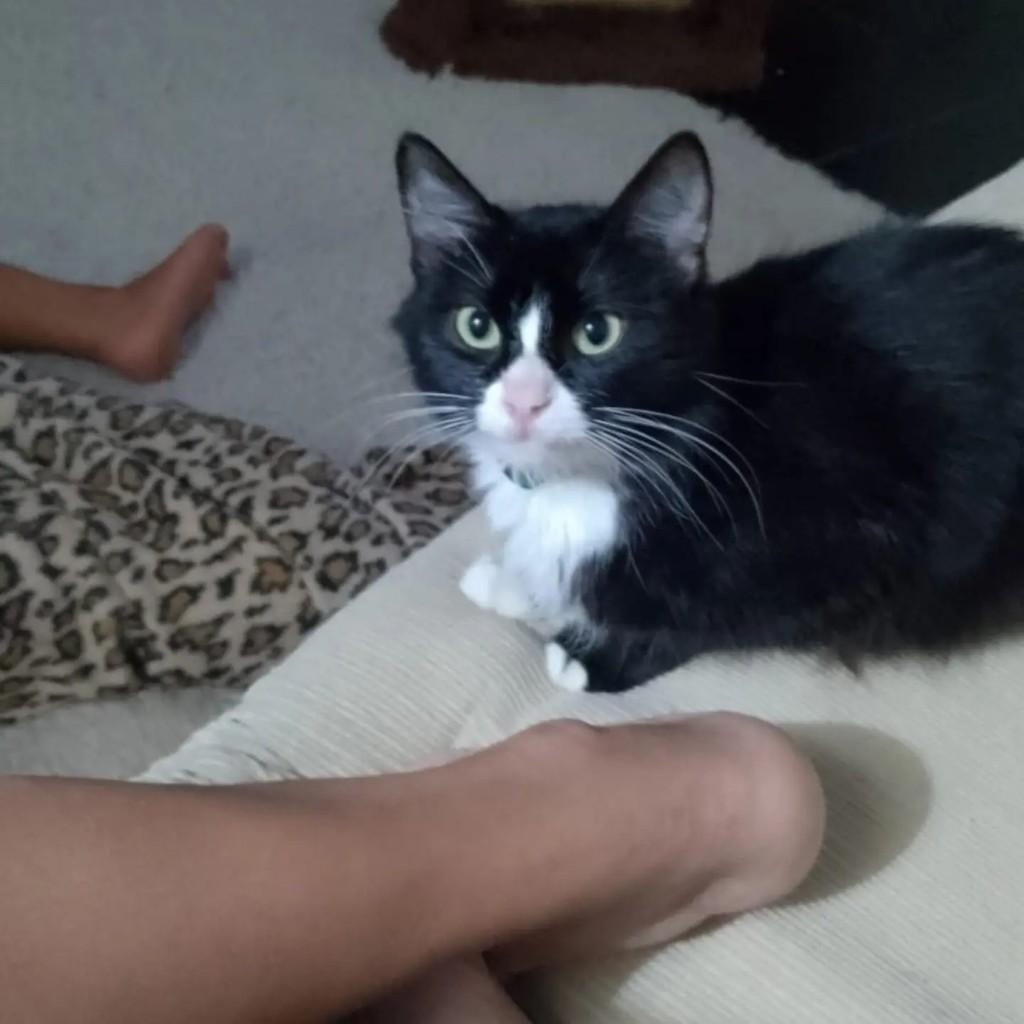 Nicole, gata de porte médio para adoção em Rio de Janeiro - RJ